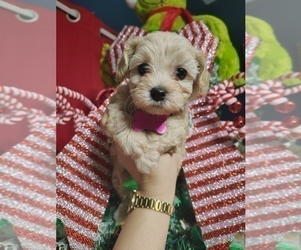 Medium Photo #9 Maltipoo (Miniature) Puppy For Sale in SAN ANTONIO, TX, USA