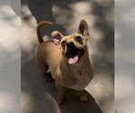 Poppy - Male Chihuahua Dog for Adoption - Small photo