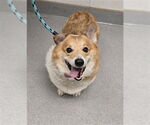 Small Pembroke Welsh Corgi