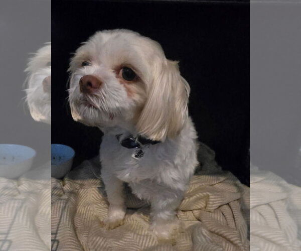 Medium Photo #1 Shih Tzu-Unknown Mix Puppy For Sale in Morganville, NJ, USA