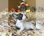 Small Photo #57 French Bulldog Puppy For Sale in AVON PARK, FL, USA