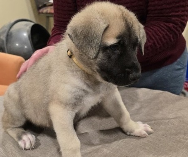 Medium Photo #5 Alaskan Malamute-Mastiff Mix Puppy For Sale in OMAHA, NE, USA