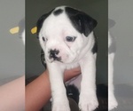 Small Photo #11 Boston Terrier Puppy For Sale in LOXAHATCHEE, FL, USA