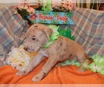 Small Photo #78 Great Dane Puppy For Sale in SPRAGGS, PA, USA
