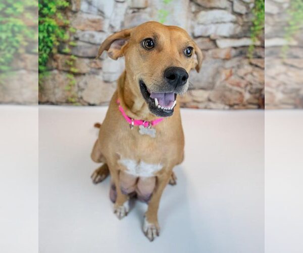 Medium Photo #6 Mutt Puppy For Sale in Kennesaw, GA, USA