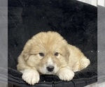 Small #2 Great Pyrenees