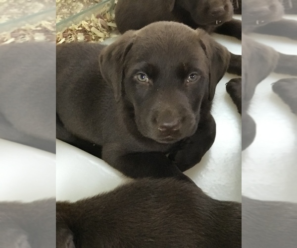 Medium Photo #1 Labrador Retriever Puppy For Sale in CANAJOHARIE, NY, USA