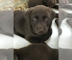 Small Photo #1 Labrador Retriever Puppy For Sale in CANAJOHARIE, NY, USA