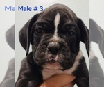 Small Photo #1 Boxer Puppy For Sale in CHARITON, IA, USA
