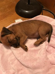 Shorkie Tzu Puppy for sale in SALEM, VA, USA