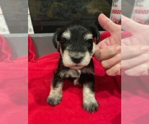 Schnauzer (Miniature) Puppy for Sale in NEW PALESTINE, Indiana USA