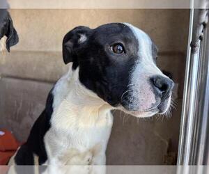 American Staffordshire Terrier Mix Dog for Adoption in Oklahoma City, Oklahoma USA