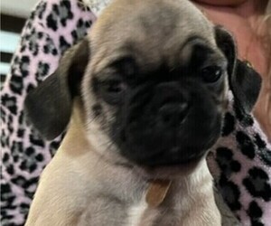 Pug Puppy for sale in MEDFORD, OR, USA