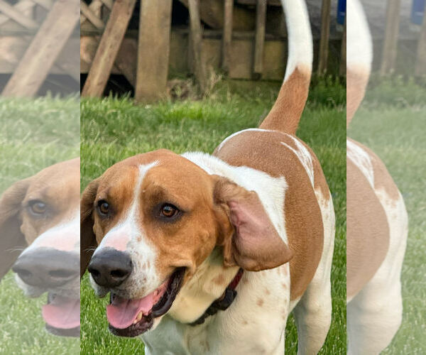 Medium Photo #8 Beagle-Unknown Mix Puppy For Sale in Rockaway, NJ, USA