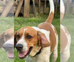 Small #7 Beagle Mix