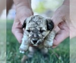 Puppy Merle Goldendoodle-Miniature Bernedoodle Mix