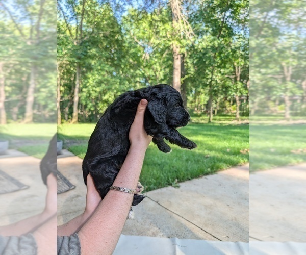 Medium Photo #10 Golden Mountain Doodle  Puppy For Sale in BROKEN ARROW, OK, USA