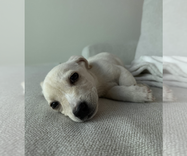 Medium Photo #7 Chihuahua-Unknown Mix Puppy For Sale in Rockville, MD, USA