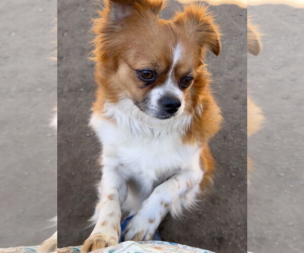 Medium Photo #3 Pekalier Puppy For Sale in Lake Elsinore, CA, USA