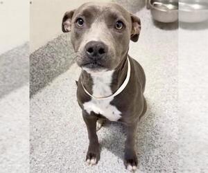 Mutt Dogs for adoption in Houston, TX, USA