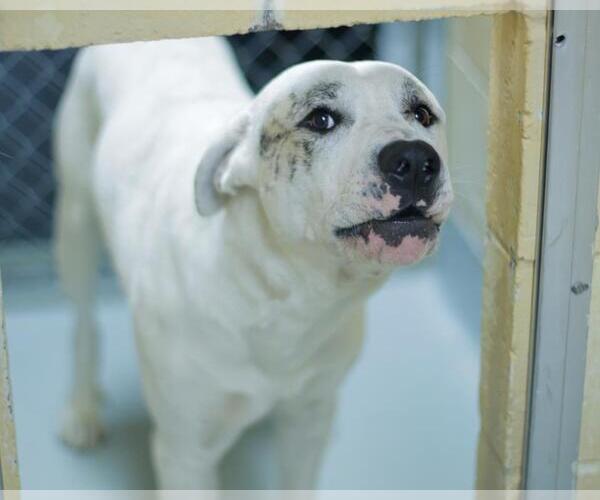 Medium Photo #1 Mutt Puppy For Sale in Tulsa, OK, USA