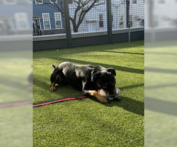 Medium Photo #6 Rottweiler Puppy For Sale in Hillsboro, NH, USA
