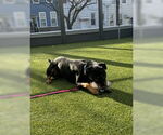 Small #5 Rottweiler
