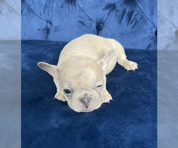 Medium Photo #17 French Bulldog Puppy For Sale in SANTA BARBARA, CA, USA