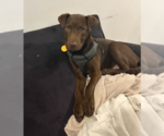 Small #14 Labrador Retriever Mix