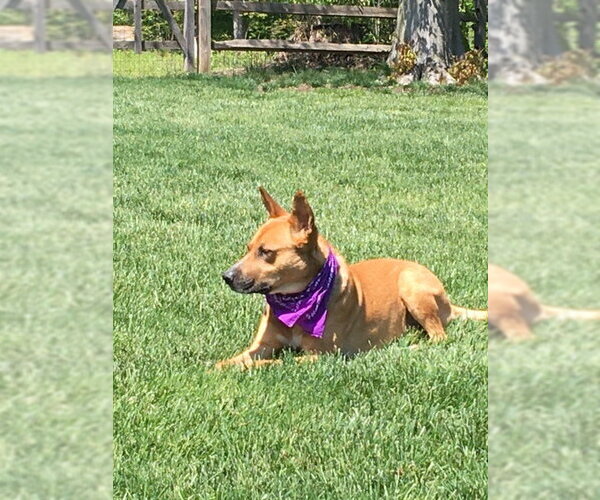 Medium Photo #16 Carolina Dog-Unknown Mix Puppy For Sale in Rockaway, NJ, USA
