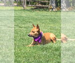 Small #15 Carolina Dog Mix