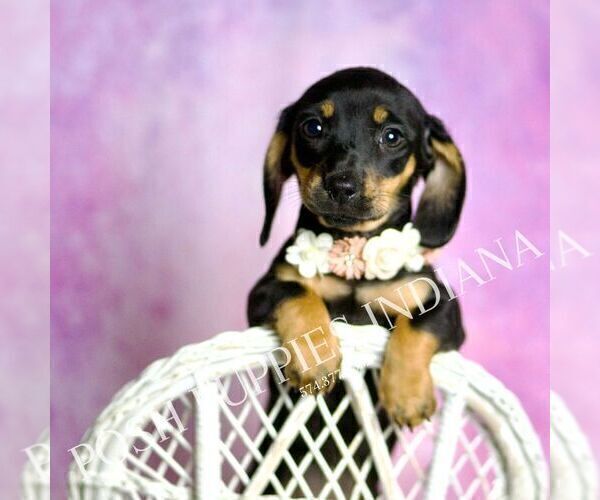 Medium Photo #27 Dachshund Puppy For Sale in WARSAW, IN, USA