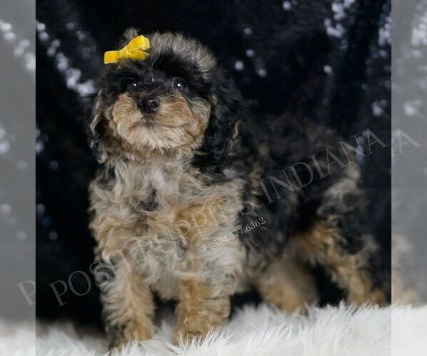 Medium Photo #4 Poodle (Toy) Puppy For Sale in WARSAW, IN, USA