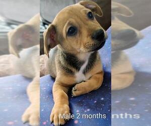 Chihuahua-Unknown Mix Dogs for adoption in San Antonio, TX, USA