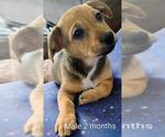 Small Chihuahua Mix