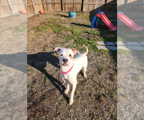 Medium Photo #7 Mutt Puppy For Sale in Evansville, IN, USA