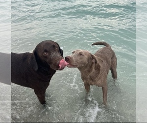 Labrador Retriever Puppy for sale in BANNING, CA, USA