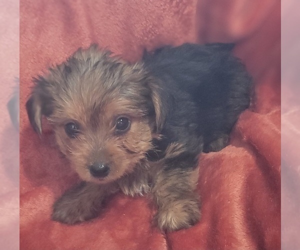 Medium Photo #31 Yorkshire Terrier Puppy For Sale in AKRON, OH, USA