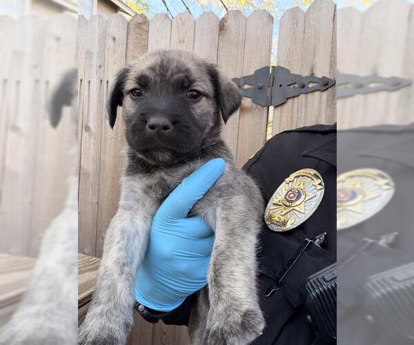 Medium Photo #1 Labrador Retriever-Unknown Mix Puppy For Sale in San Antonio, TX, USA