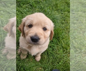 Golden Retriever Puppy for sale in JUNCTION CITY, OR, USA