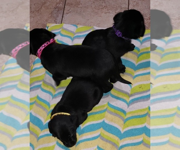 Medium Photo #122 Labrador Retriever Puppy For Sale in OLYMPIA, WA, USA