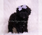 Small Photo #64 Poodle (Toy) Puppy For Sale in WARSAW, IN, USA