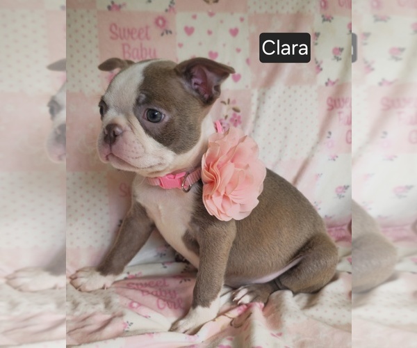 Medium Photo #3 Boston Terrier Puppy For Sale in MINERAL WELLS, WV, USA