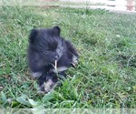 Small Photo #6 Pomeranian Puppy For Sale in KILLEEN, TX, USA