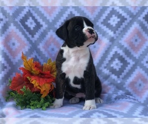 Boxer Puppy for sale in CEDAR LANE, PA, USA