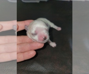 Maltese Puppy for sale in ROYAL OAKS, CA, USA