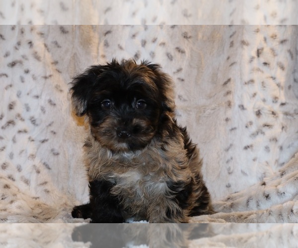 Medium Photo #18 Yorkiepoo mix (+ Poodle Toy) Puppy For Sale in DYERSBURG, TN, USA