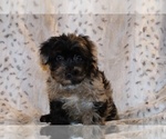 Small #17 Yorkiepoo mix (+ Poodle Toy)