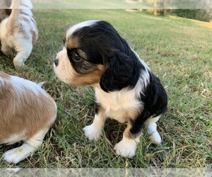Cavalier King Charles Spaniel Puppy for sale in TULSA, OK, USA