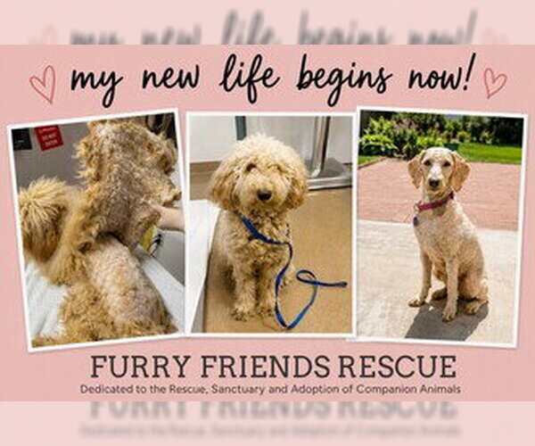 Medium Photo #1 Poodle (Standard) Puppy For Sale in Fremont, CA, USA